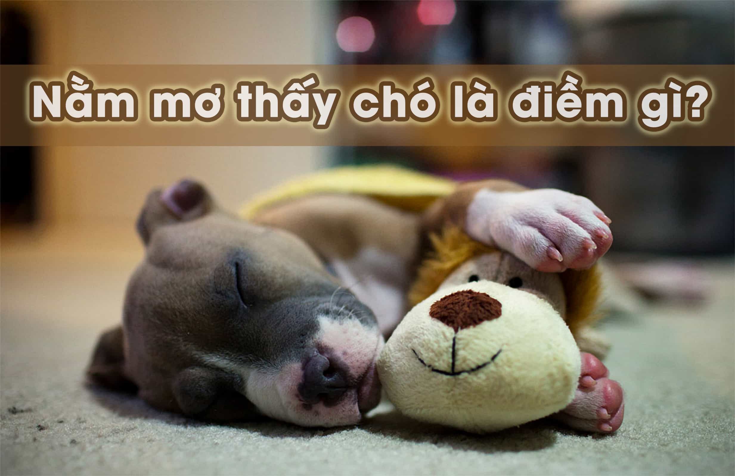 Phân biệt điềm báo giấc mơ thấy chó mới đẻ 
